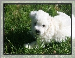Bia�y, Coton de Tulear